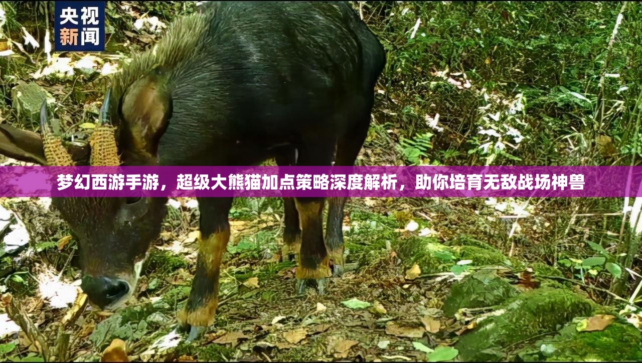 夢(mèng)幻西游手游，超級(jí)大熊貓加點(diǎn)策略深度解析，助你培育無(wú)敵戰(zhàn)場(chǎng)神獸