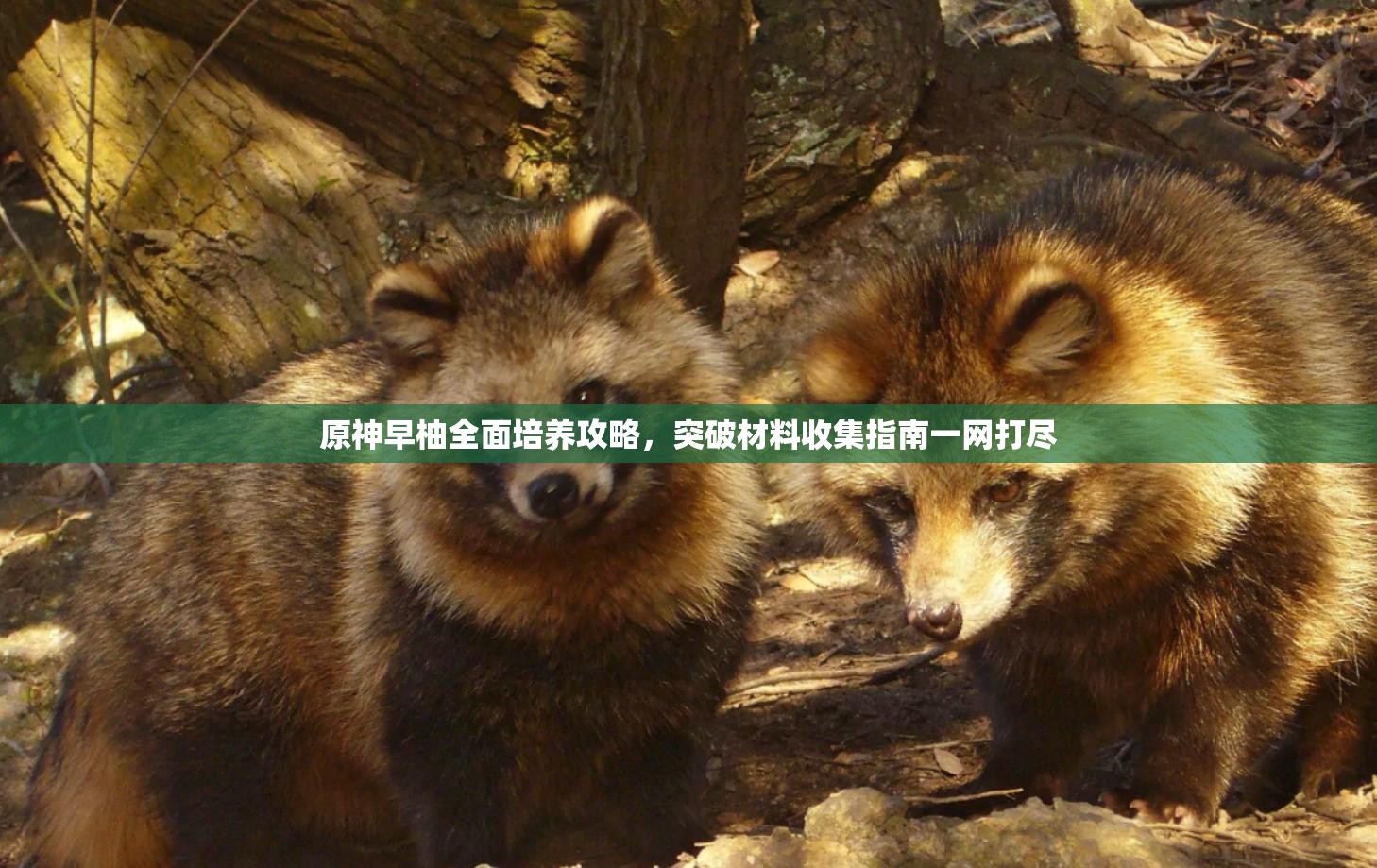 原神早柚全面培養(yǎng)攻略，突破材料收集指南一網(wǎng)打盡