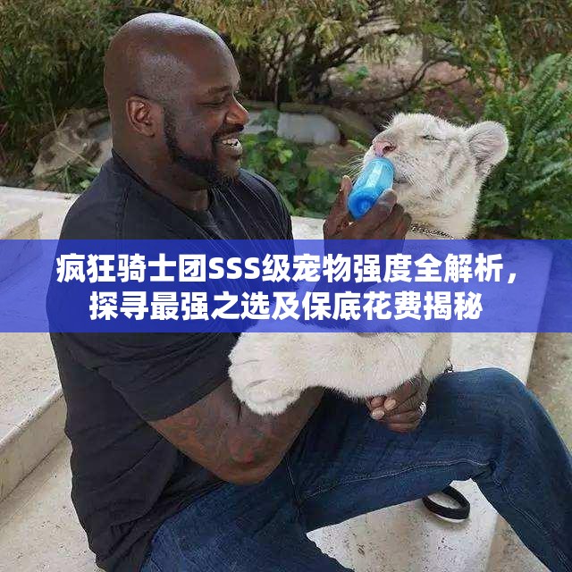 瘋狂騎士團SSS級寵物強度全解析，探尋最強之選及保底花費揭秘