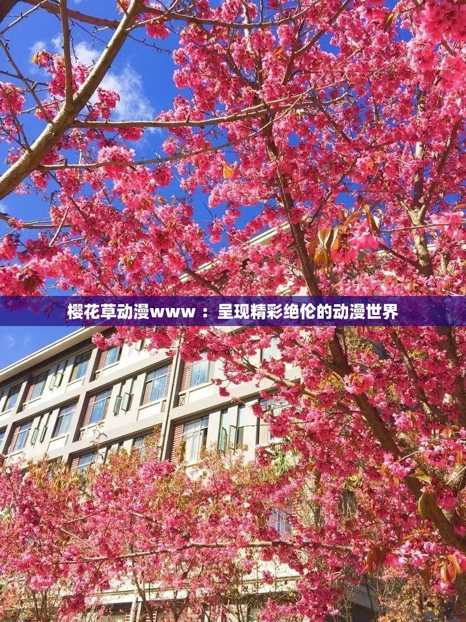 櫻花草動漫www ：呈現(xiàn)精彩絕倫的動漫世界