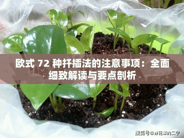 歐式 72 種扦插法的注意事項：全面細(xì)致解讀與要點剖析