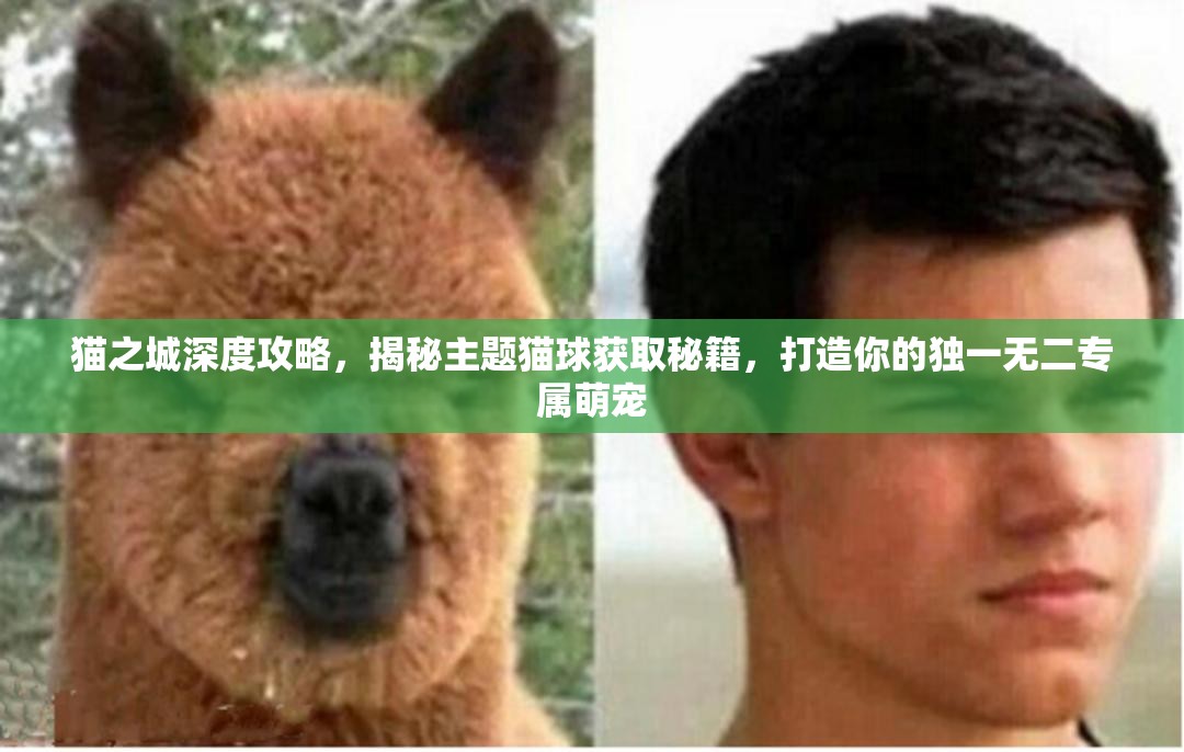 貓之城深度攻略，揭秘主題貓球獲取秘籍，打造你的獨(dú)一無二專屬萌寵