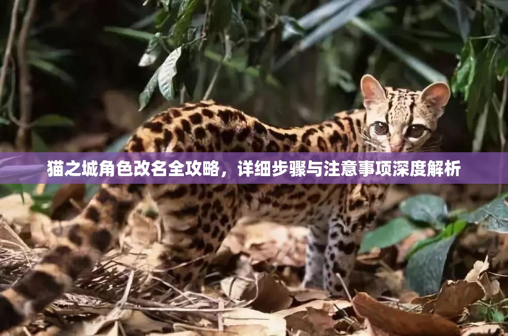 貓之城角色改名全攻略，詳細(xì)步驟與注意事項(xiàng)深度解析