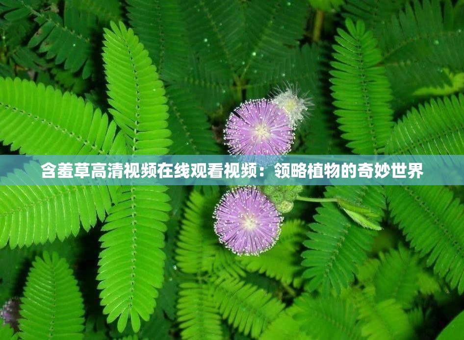 含羞草高清視頻在線觀看視頻：領略植物的奇妙世界