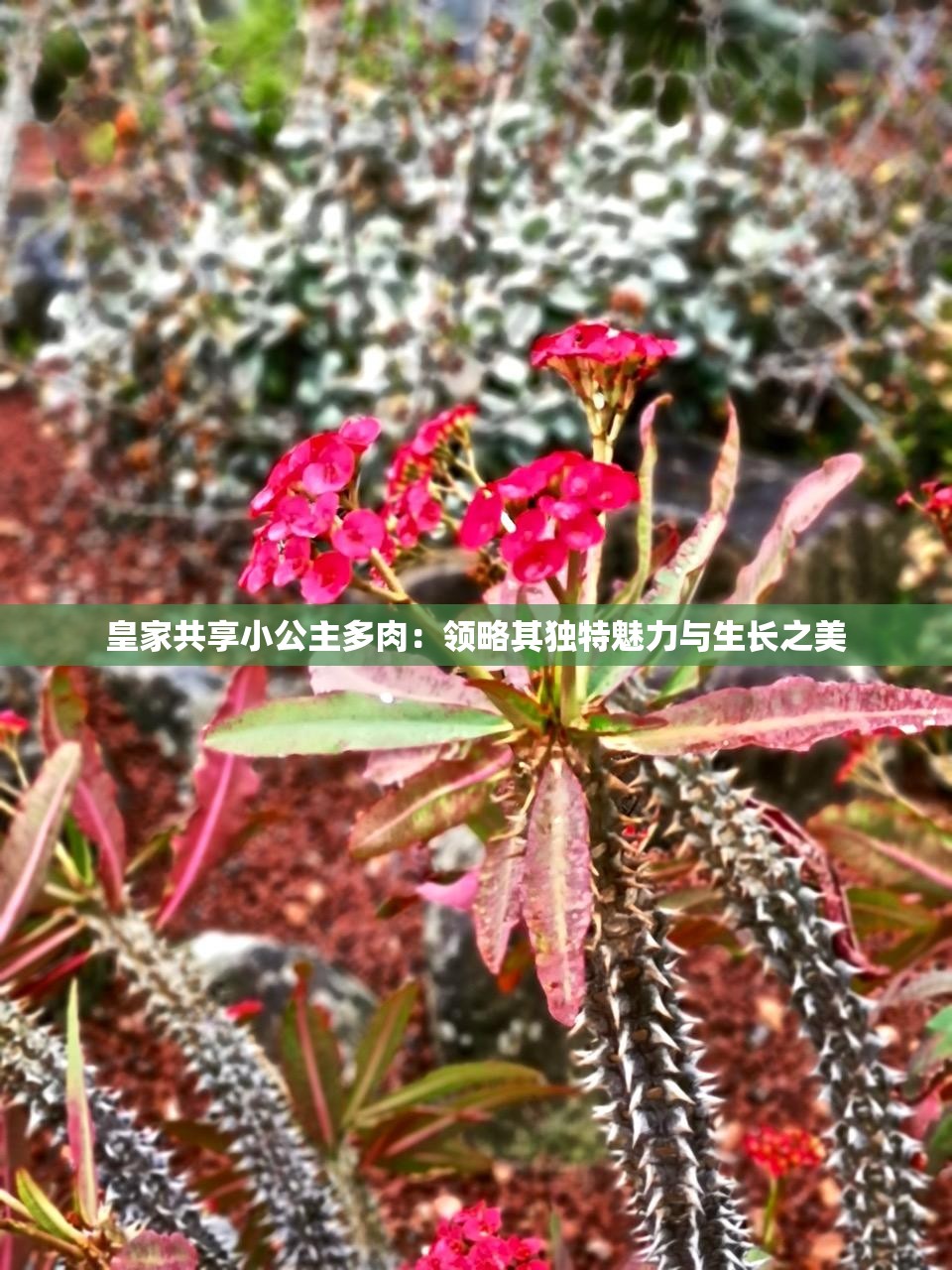 皇家共享小公主多肉：領(lǐng)略其獨(dú)特魅力與生長(zhǎng)之美