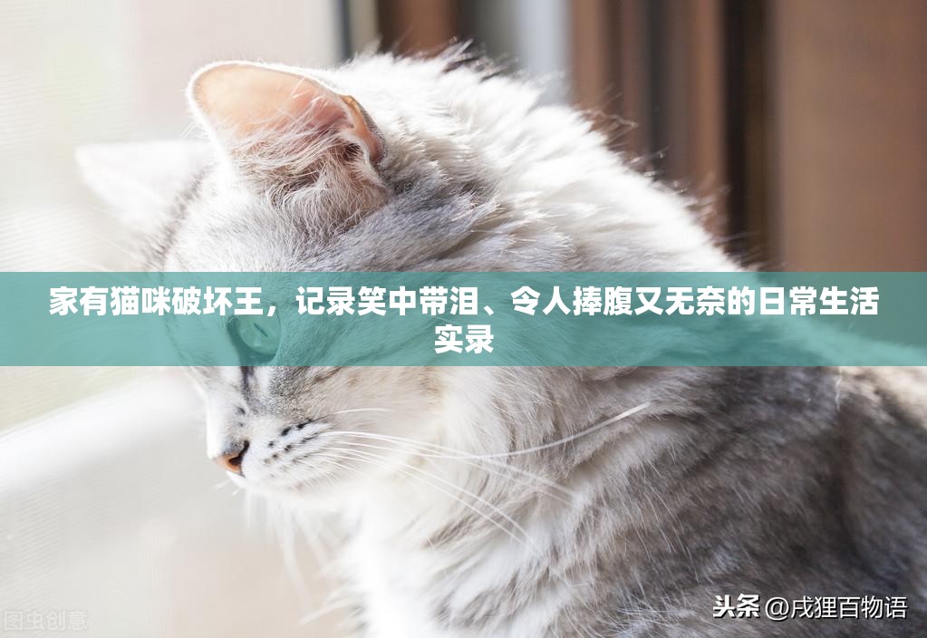 家有貓咪破壞王，記錄笑中帶淚、令人捧腹又無奈的日常生活實錄