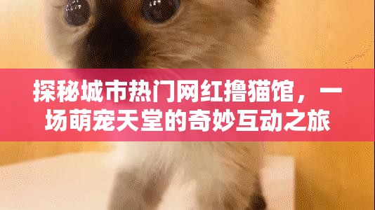 探秘城市熱門網(wǎng)紅擼貓館，一場萌寵天堂的奇妙互動之旅