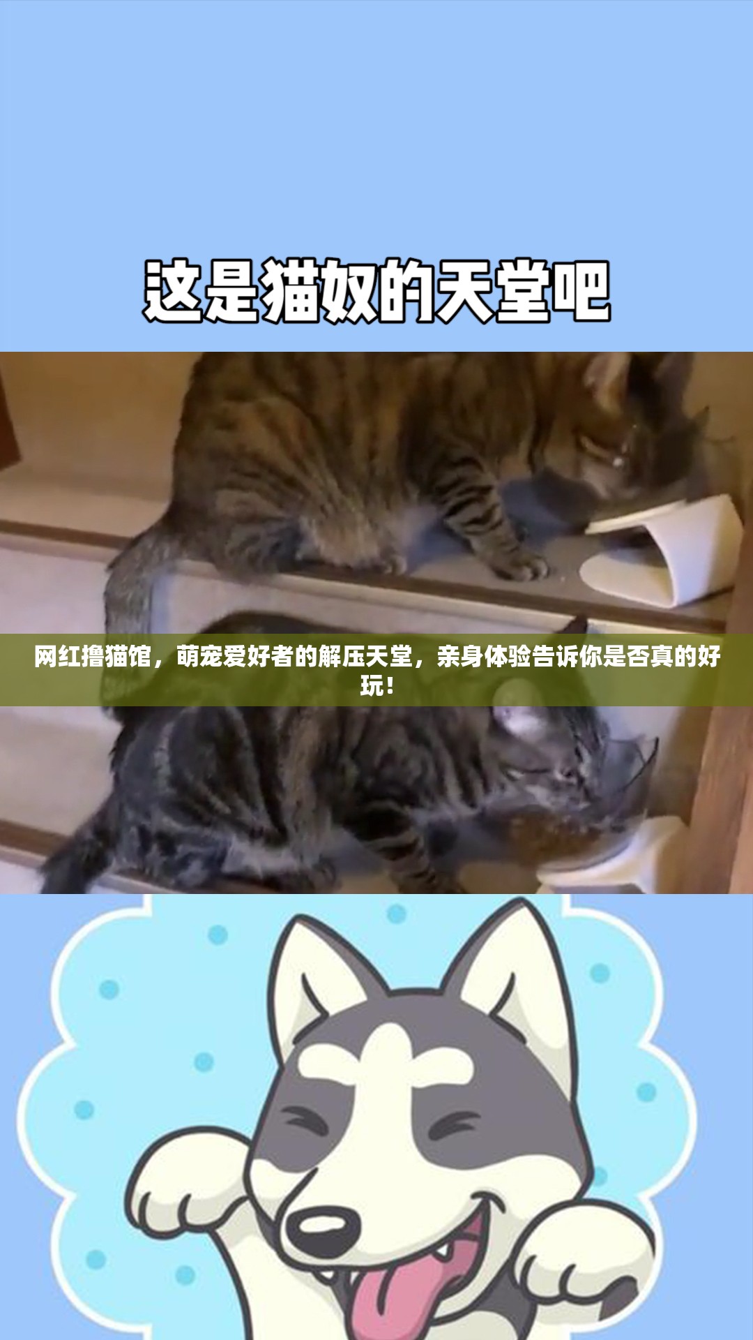 網(wǎng)紅擼貓館，萌寵愛好者的解壓天堂，親身體驗(yàn)告訴你是否真的好玩！