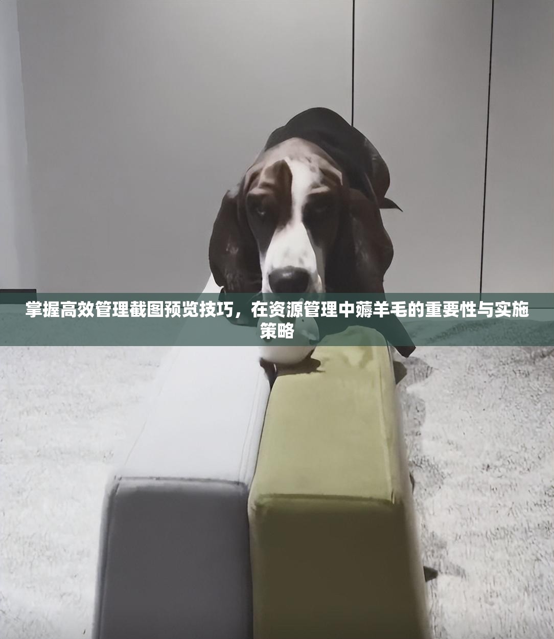 掌握高效管理截圖預(yù)覽技巧，在資源管理中薅羊毛的重要性與實(shí)施策略