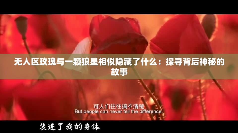 無(wú)人區(qū)玫瑰與一顆狼星相似隱藏了什么：探尋背后神秘的故事