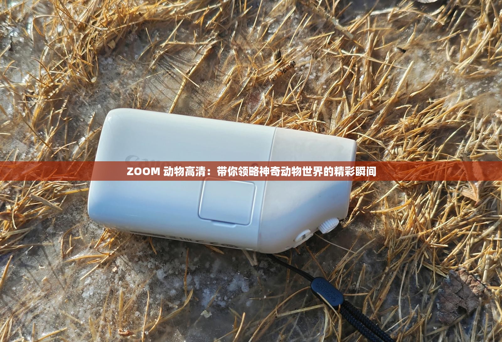ZOOM 動物高清：帶你領(lǐng)略神奇動物世界的精彩瞬間