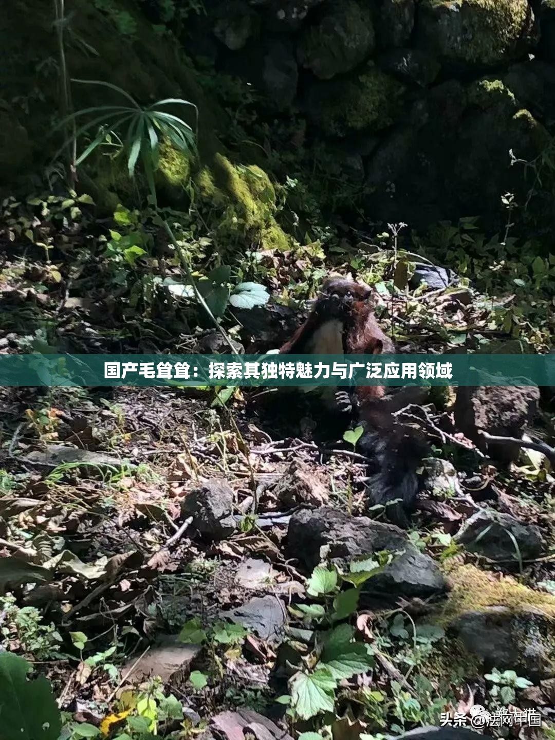 國產(chǎn)毛聳聳：探索其獨特魅力與廣泛應(yīng)用領(lǐng)域
