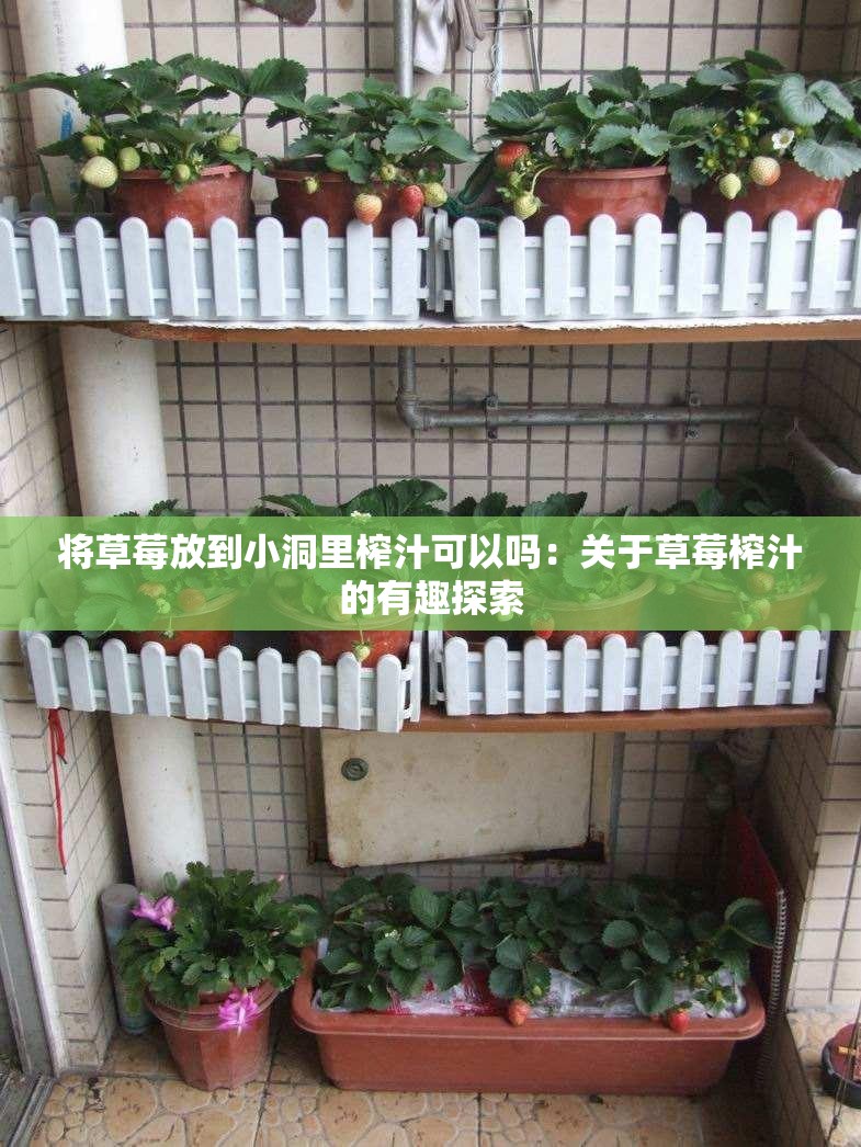 將草莓放到小洞里榨汁可以嗎：關(guān)于草莓榨汁的有趣探索
