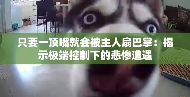 只要一頂嘴就會被主人扇巴掌：揭示極端控制下的悲慘遭遇