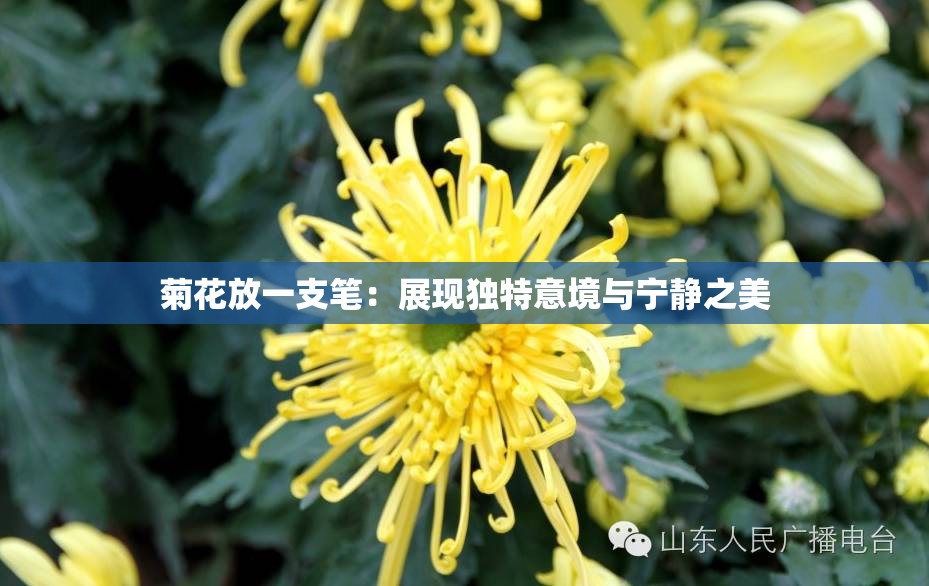 菊花放一支筆：展現(xiàn)獨特意境與寧靜之美