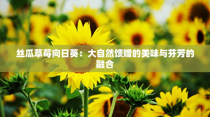 絲瓜草莓向日葵：大自然饋贈的美味與芬芳的融合
