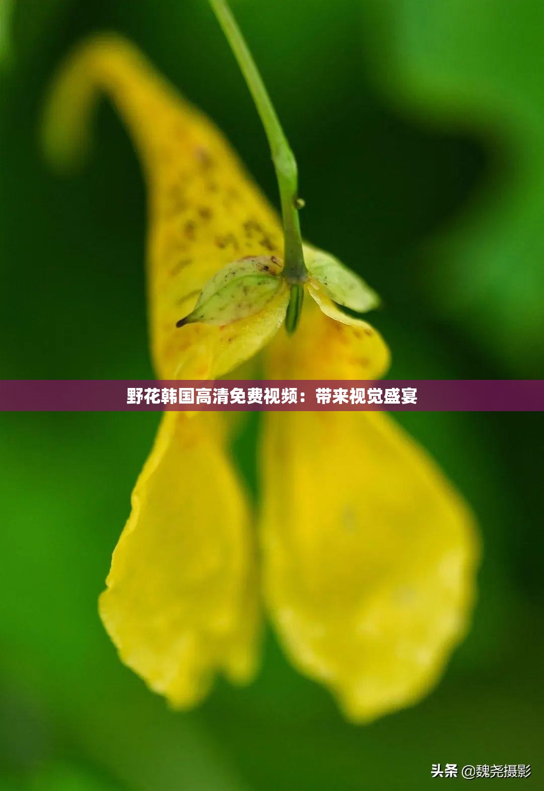 野花韓國高清免費視頻：帶來視覺盛宴