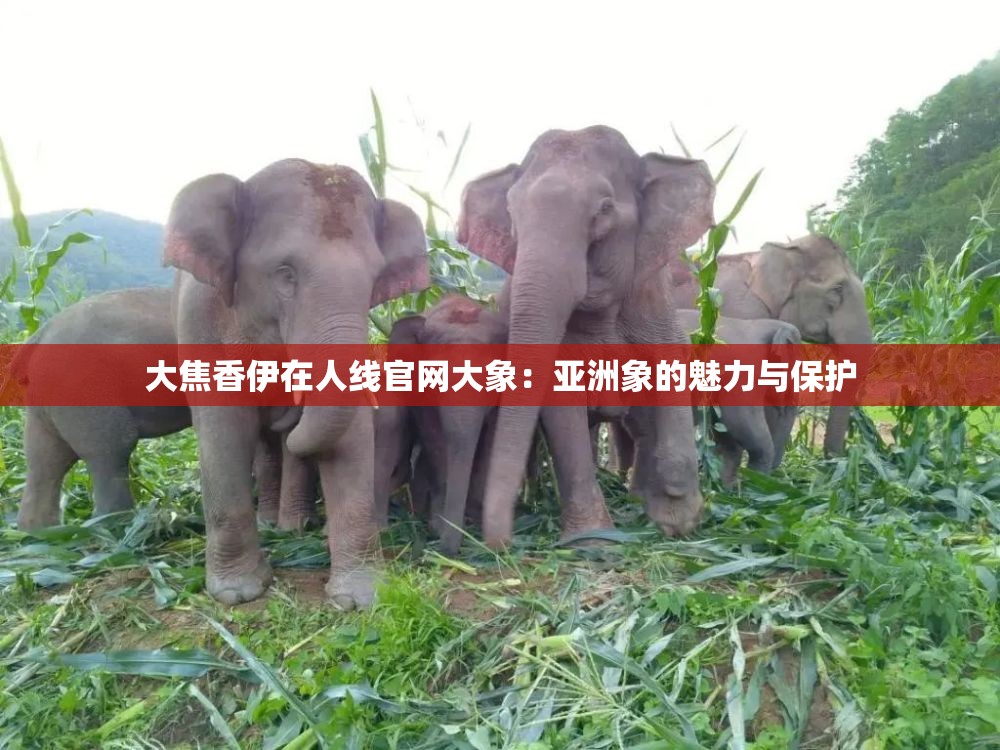 大焦香伊在人線官網(wǎng)大象：亞洲象的魅力與保護(hù)