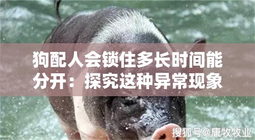 狗配人會(huì)鎖住多長時(shí)間能分開：探究這種異?，F(xiàn)象的真相