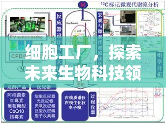 細胞工廠，探索未來生物科技領(lǐng)域中的微觀制造與創(chuàng)新奇跡預(yù)覽