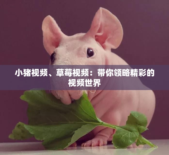 小豬視頻、草莓視頻：帶你領略精彩的視頻世界