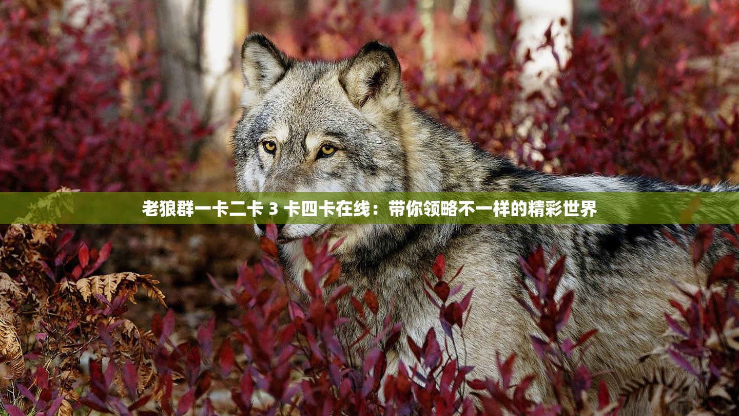 老狼群一卡二卡 3 卡四卡在線：帶你領(lǐng)略不一樣的精彩世界