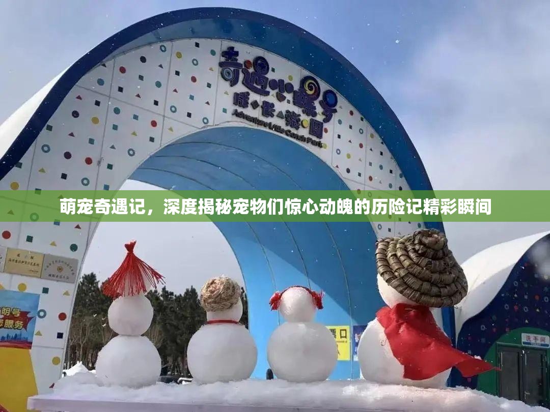 萌寵奇遇記，深度揭秘寵物們驚心動(dòng)魄的歷險(xiǎn)記精彩瞬間