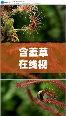 含羞草在線視頻：帶你領(lǐng)略獨(dú)特的植物世界奇觀