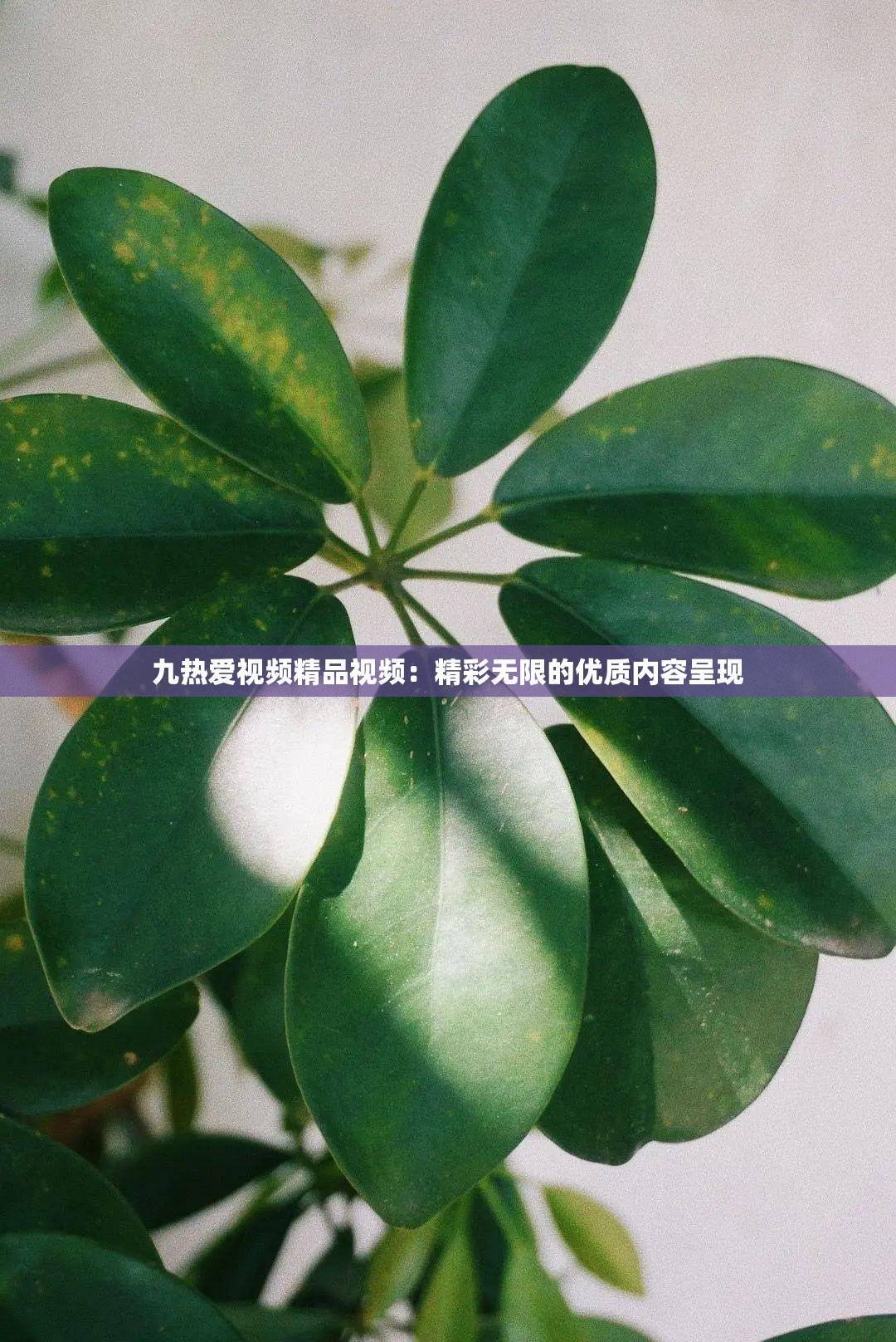 九熱愛(ài)視頻精品視頻：精彩無(wú)限的優(yōu)質(zhì)內(nèi)容呈現(xiàn)