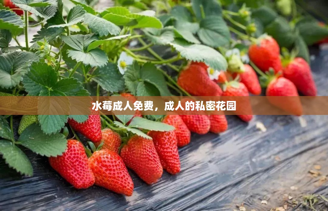 水莓成人免費(fèi)，成人的私密花園