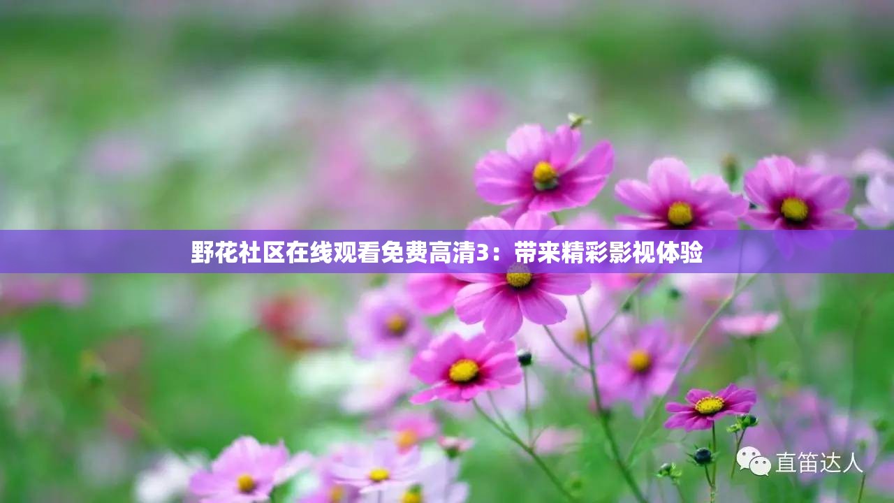 野花社區(qū)在線觀看免費(fèi)高清3：帶來(lái)精彩影視體驗(yàn)