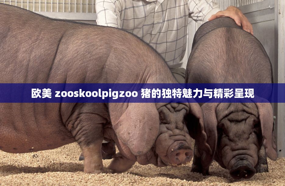 歐美 zooskoolpigzoo 豬的獨特魅力與精彩呈現(xiàn)