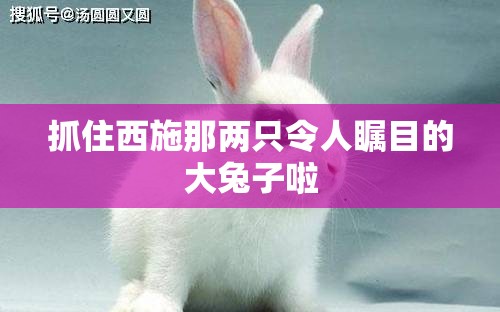 抓住西施那兩只令人矚目的大兔子啦