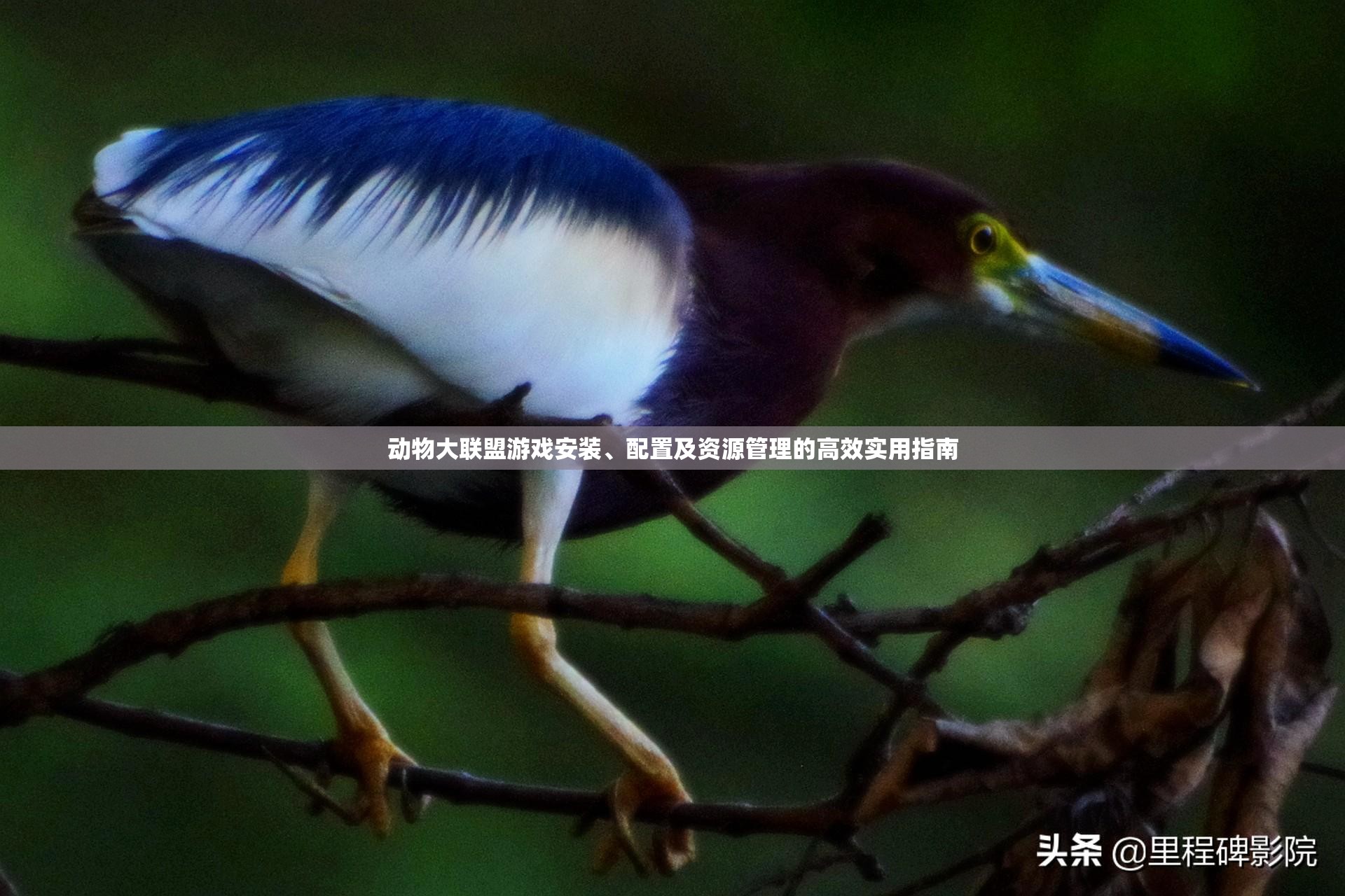 動物大聯(lián)盟游戲安裝、配置及資源管理的高效實用指南