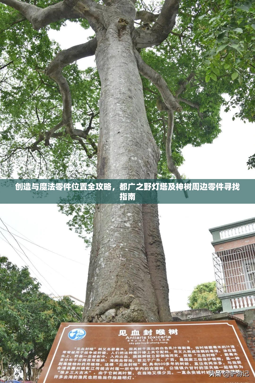 創(chuàng)造與魔法零件位置全攻略，都廣之野燈塔及神樹周邊零件尋找指南