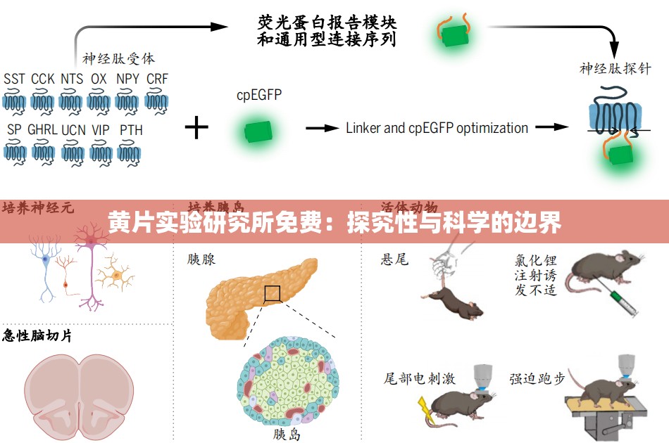 黃片實(shí)驗(yàn)研究所免費(fèi)：探究性與科學(xué)的邊界