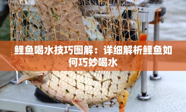 鯉魚(yú)喝水技巧圖解：詳細(xì)解析鯉魚(yú)如何巧妙喝水