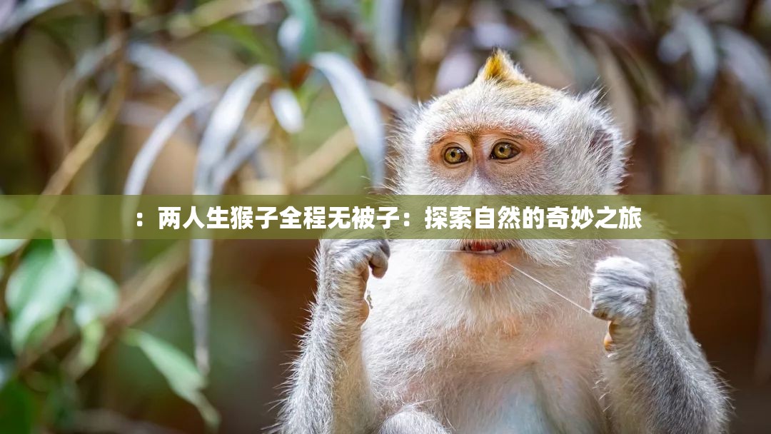 ：兩人生猴子全程無被子：探索自然的奇妙之旅