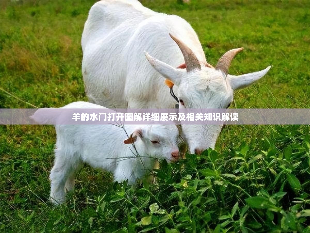 羊的水門打開圖解詳細(xì)展示及相關(guān)知識(shí)解讀