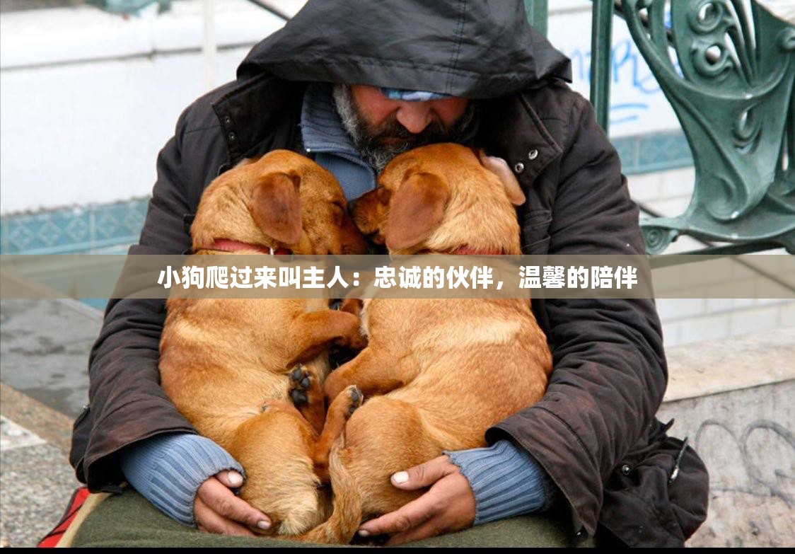 小狗爬過(guò)來(lái)叫主人：忠誠(chéng)的伙伴，溫馨的陪伴