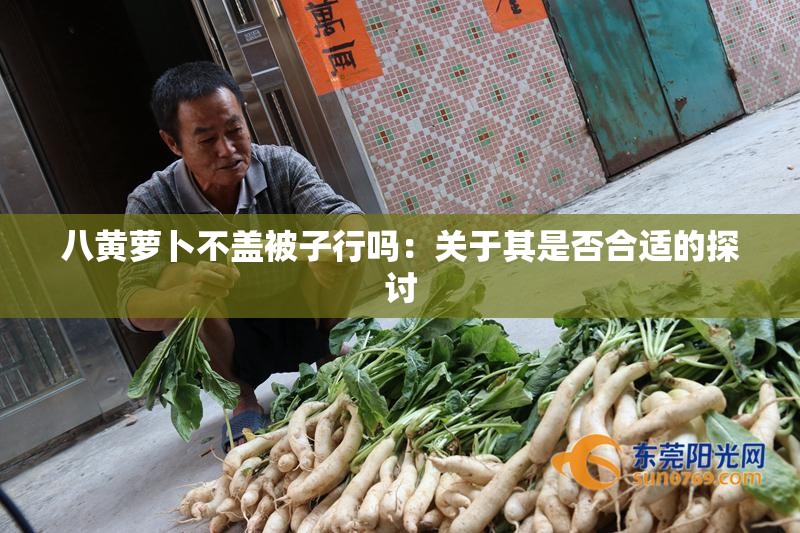 八黃蘿卜不蓋被子行嗎：關(guān)于其是否合適的探討