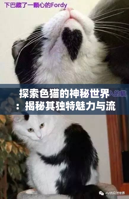 探索色貓的神秘世界：揭秘其獨(dú)特魅力與流行趨勢(shì)，帶你深入了解這一網(wǎng)絡(luò)文化現(xiàn)象