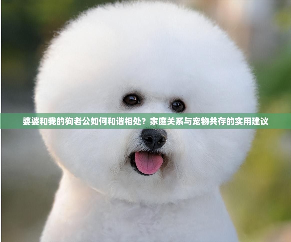 婆婆和我的狗老公如何和諧相處？家庭關(guān)系與寵物共存的實(shí)用建議