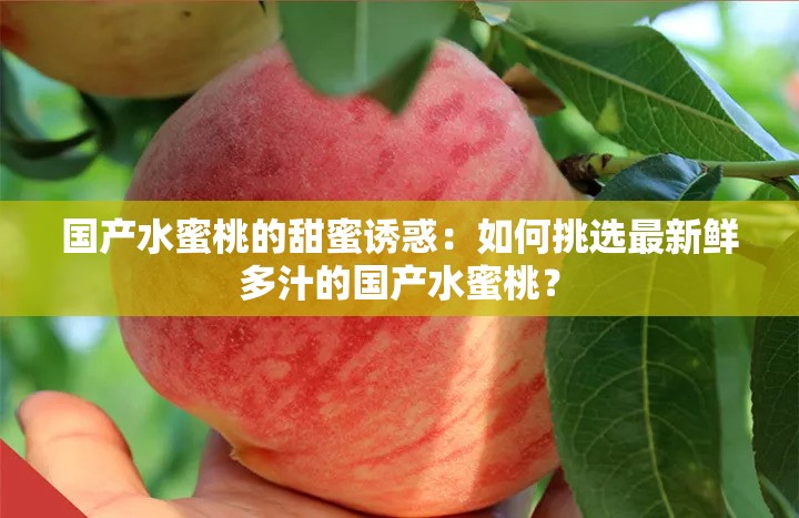 國產(chǎn)水蜜桃的甜蜜誘惑：如何挑選最新鮮多汁的國產(chǎn)水蜜桃？