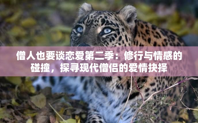 僧人也要談戀愛第二季：修行與情感的碰撞，探尋現(xiàn)代僧侶的愛情抉擇