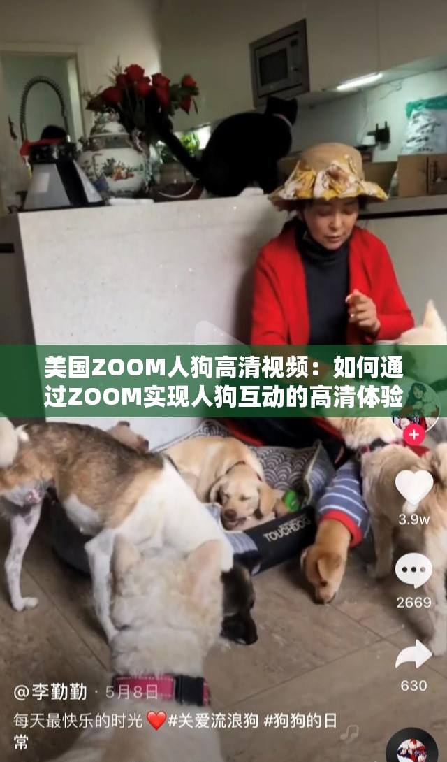 美國ZOOM人狗高清視頻：如何通過ZOOM實現(xiàn)人狗互動的高清體驗？