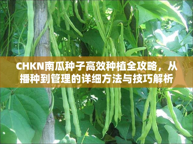 CHKN南瓜種子高效種植全攻略，從播種到管理的詳細(xì)方法與技巧解析