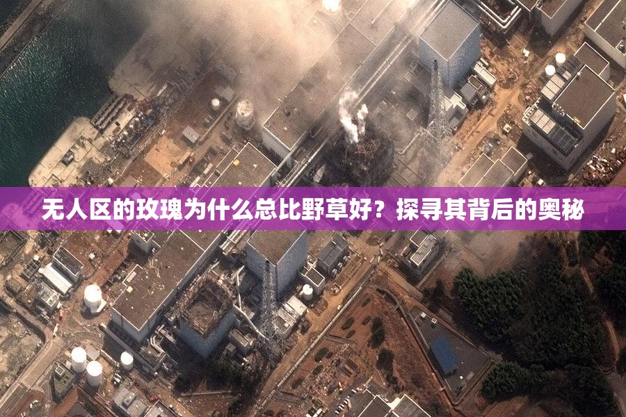 無人區(qū)的玫瑰為什么總比野草好？探尋其背后的奧秘