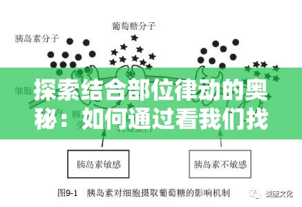 探索結(jié)合部位律動的奧秘：如何通過看我們找到身體協(xié)調(diào)的最佳方式？