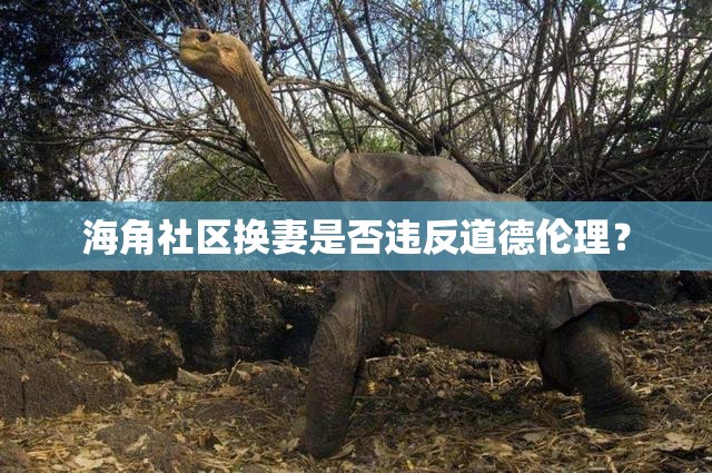 海角社區(qū)換妻是否違反道德倫理？